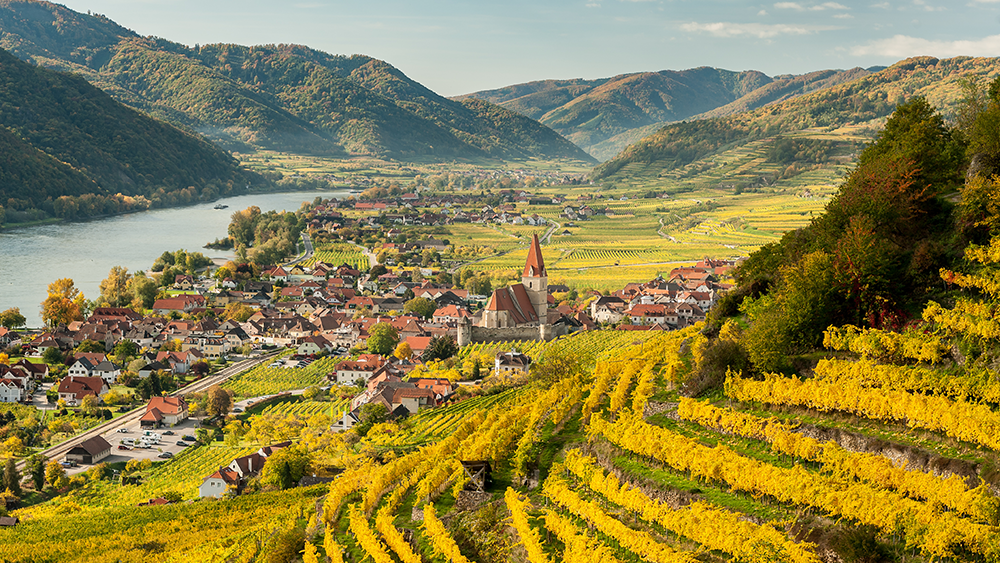 Beautifully sun kissed vineyards are in the forground, in the background is a little town next to the Danube river, snaking its way through the valley, with green mountains further in the back